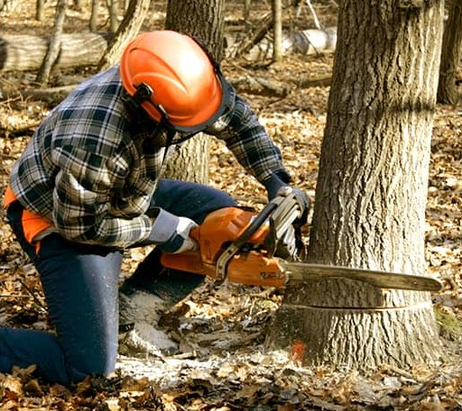 Tree Removal in Rentz, GA